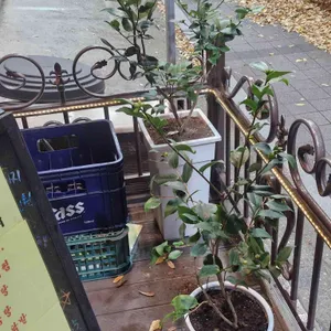 전주맛집꽃돼지 리뷰 사진