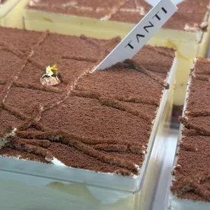 탄티 리뷰 사진