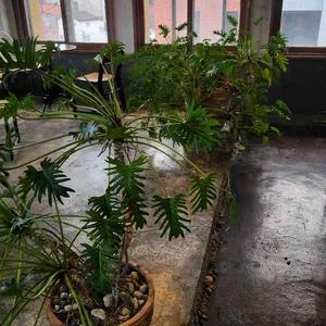 브라운핸즈 개항로 리뷰 사진