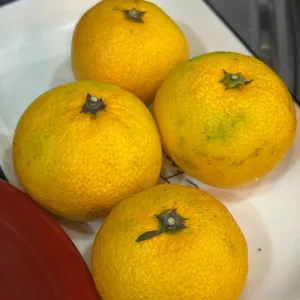 마돈가제트 사진