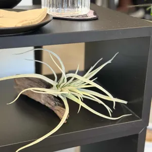 일리노 커피 스튜디오 리뷰 사진