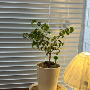 베코프제이 리뷰 사진