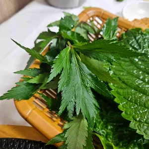 보리향기 리뷰 사진