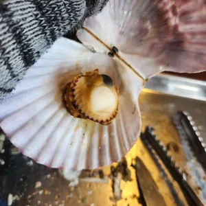 원조굴구이 리뷰 사진