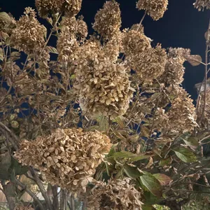 흙시루 리뷰 사진