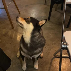 시바카야 라카세 사진