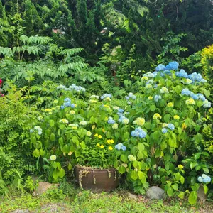 초오록 대표 사진