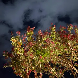 스몰버드 리뷰 사진