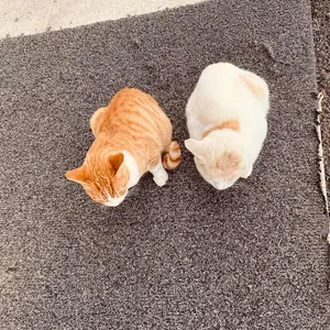 홍북식당 리뷰 사진