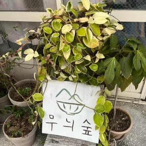 무늬숲 리뷰 사진