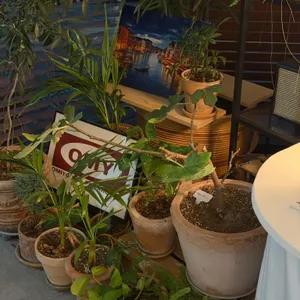 오미영피자 리뷰 사진