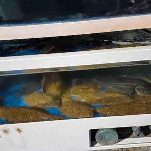 신선횟집 리뷰 사진