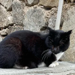 올드반야드 리뷰 사진