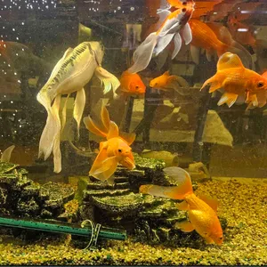 쉐프가수 최영현의 취팔러마 리뷰 사진