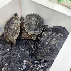 쉐프가수 최영현의 취팔러마 리뷰 사진