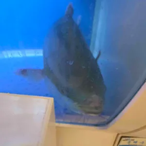 옛날마차 리뷰 사진