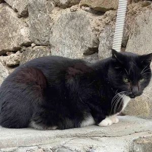 올드반야드 리뷰 사진