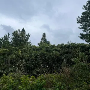 고사리커피 리뷰 사진