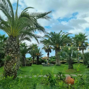 애플망고1947 사진 2