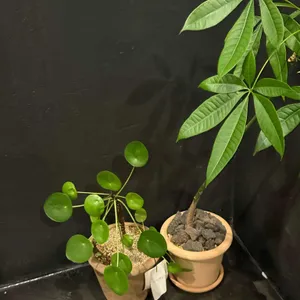 딥샷로스터스 대표 사진