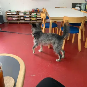 코펜하겐 리뷰 사진