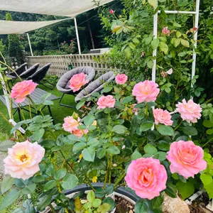 누리다 리뷰 사진