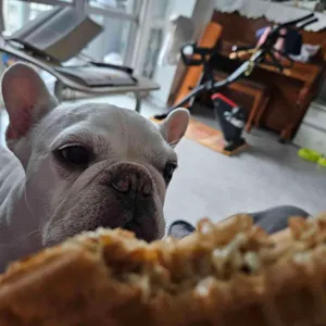 와플대학 대표 사진