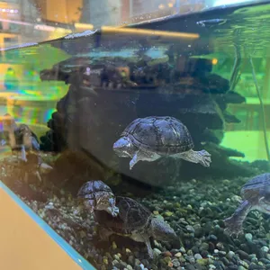 아쿠아모스 리뷰 사진