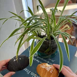 솔몽 베이커리 사진 1