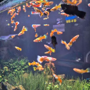 작은연못 사진 1