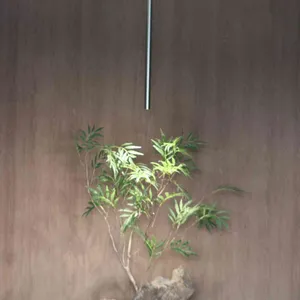 더 우산 리뷰 사진