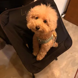 틸로스터스 리뷰 사진