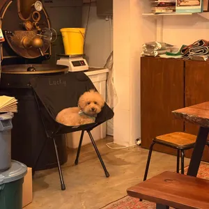 틸로스터스 리뷰 사진