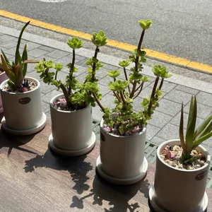 오페라빈 리뷰 사진