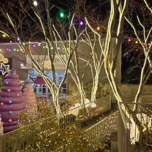 시몬스테라스 리뷰 사진