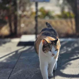 리베르테 리뷰 사진