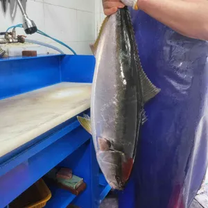 막썰어횟집 활마트 사진