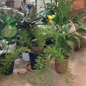 셰이디드 리뷰 사진