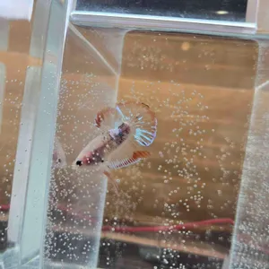 카페 베타 현 리뷰 사진