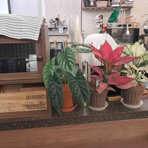 김콩 리뷰 사진