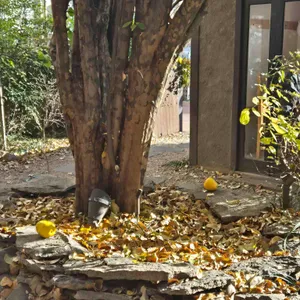 오가닉 모가 리뷰 사진