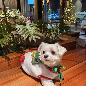 컵넛 리뷰 사진