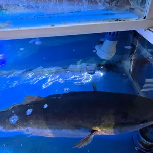 활마트 리뷰 사진