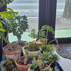 레드핀휠 리뷰 사진