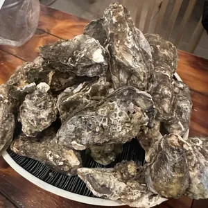 섬사나이 대표 사진