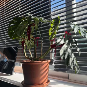 뮤게트 리뷰 사진