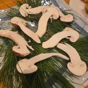 후지 리뷰 사진