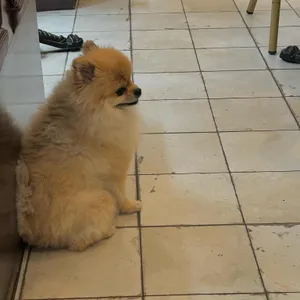 왓어원더 리뷰 사진