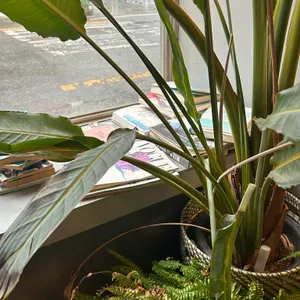 브라이트사이드 리뷰 사진