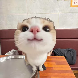 춘천1번지닭갈비 리뷰 사진